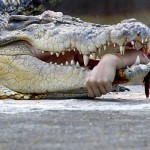 bad_crocodile